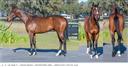 02/23/2017 Woodford Girl '15