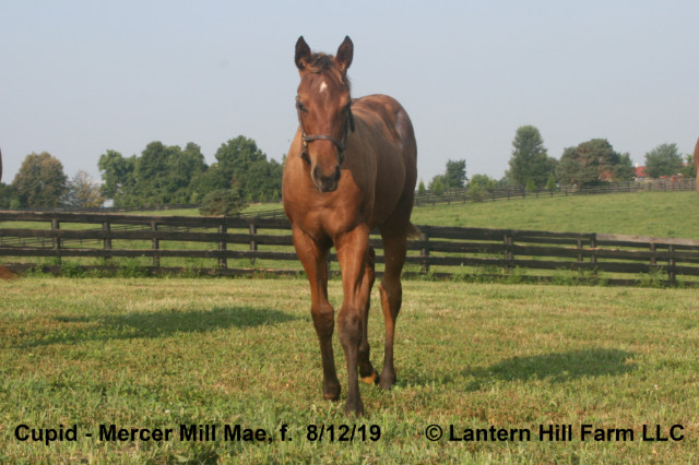 8/14/2019 Mercer Mill Mae 19