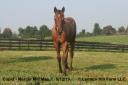 8/14/2019 Mercer Mill Mae 19