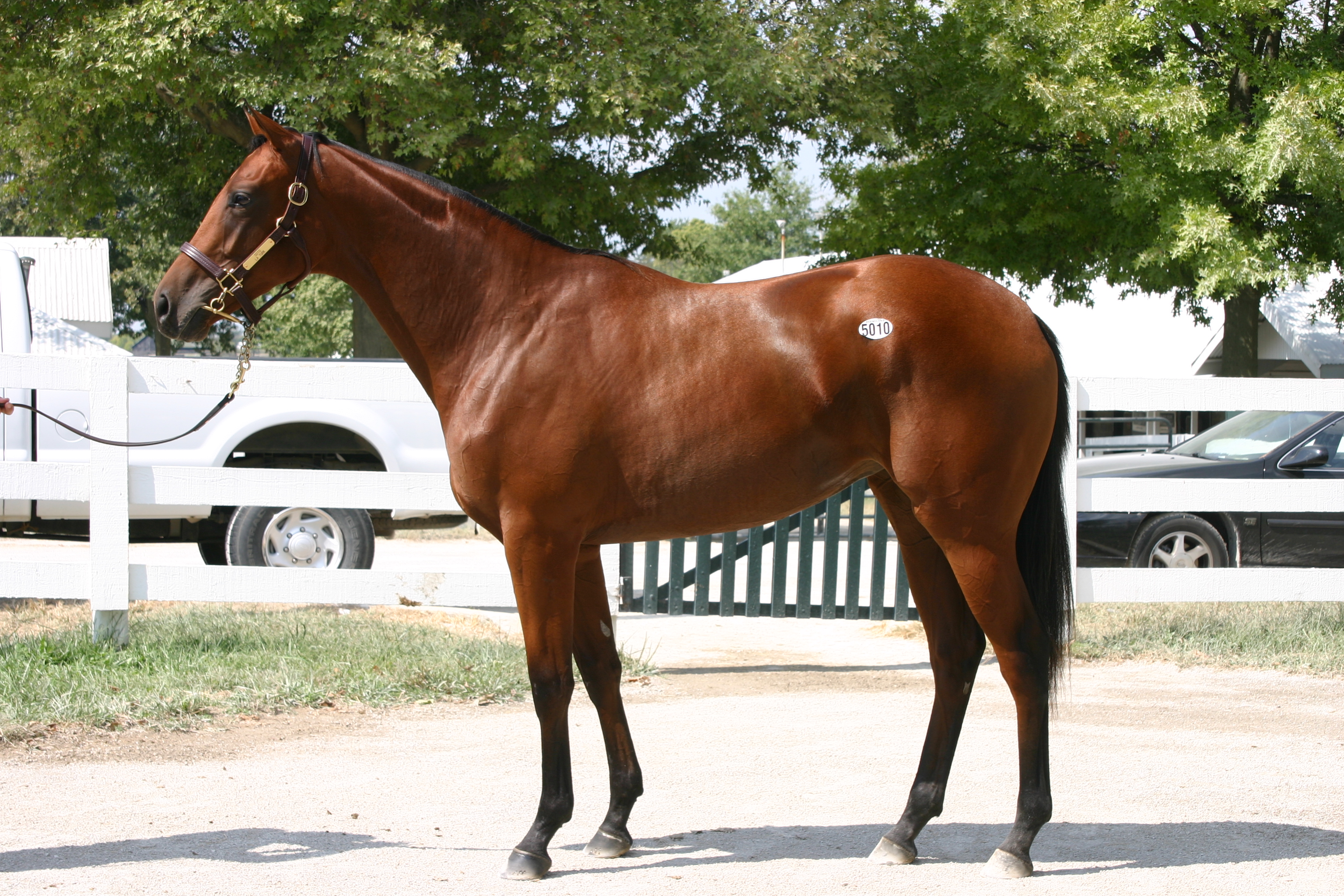 O'sotopretty as a Keeneland September Yearling