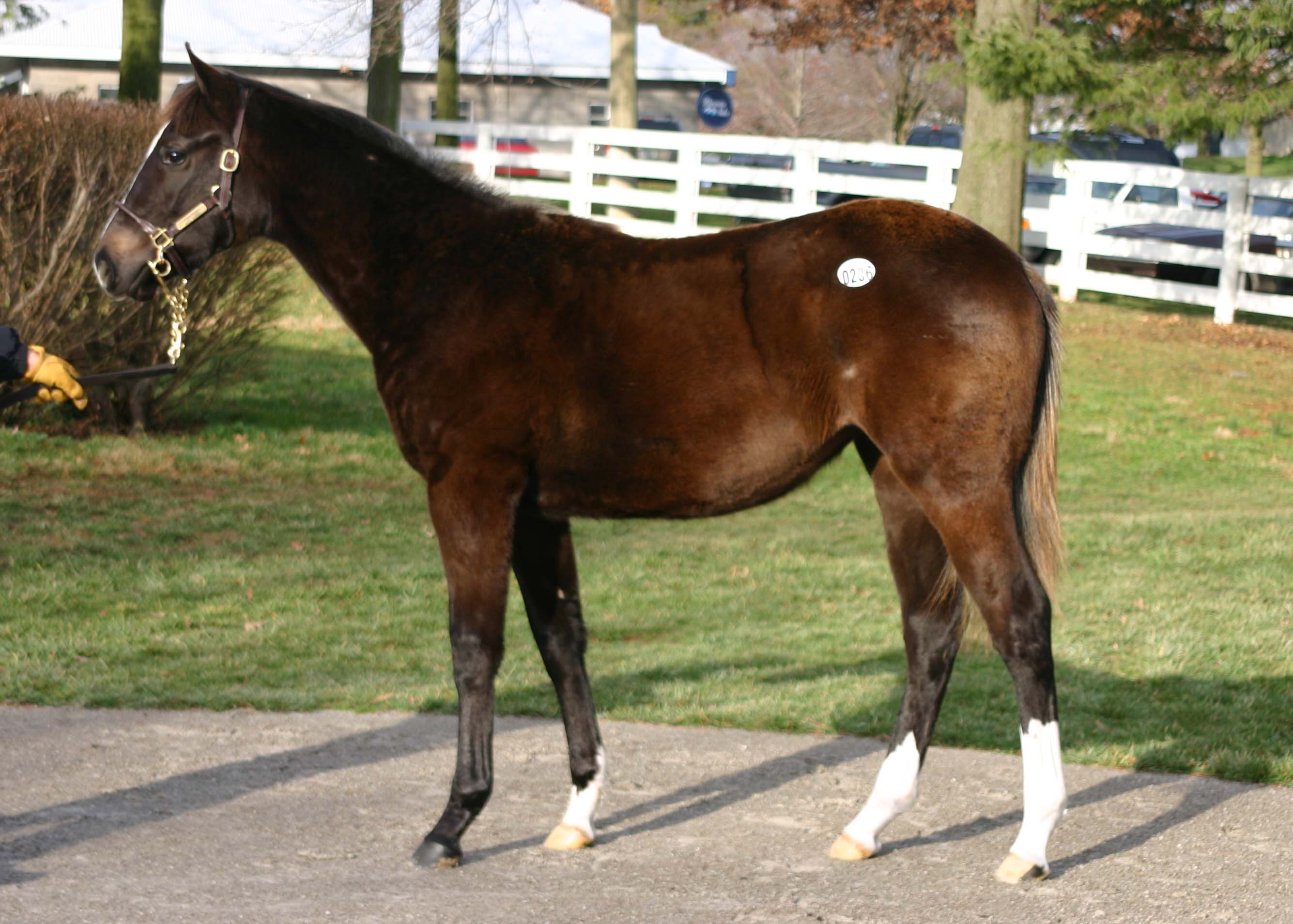 Samba's Run at Keeneland January 2007