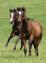 Colts L to R: Songandaprayer-Casa's Kids 07; More Than Ready-Sweet Betsy 07