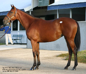 Harissa as a yearling at the 2008 Keeneland September Sale