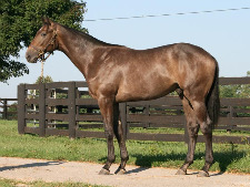 LHF sales topper, Tapit-On the Town, sold to Bob Baffert, Agent