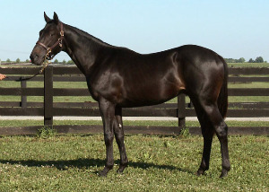 Hip 195  Cape Cross (IRE) - Two Clubs (GB), c.